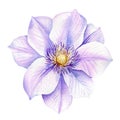 Purple flower, clematis on a white background, watercolor illustration botanical painting Royalty Free Stock Photo