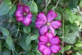 Summer flower Climatis blooms in Oregon