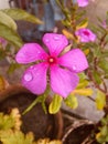 Purple flower clock flower