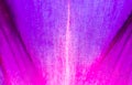 Purple flower. close Royalty Free Stock Photo