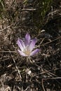 Colchium autunnale in bloom