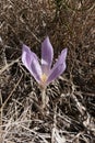 Colchium autunnale in bloom