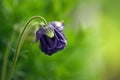 Purple flower close up in the garden Royalty Free Stock Photo