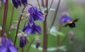 Purple flower close up in the garden Royalty Free Stock Photo