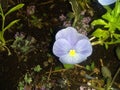 Purple flower close up ground cover Royalty Free Stock Photo