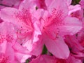 Azalea purple flowers Royalty Free Stock Photo