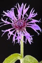 Purple flower closeup over black