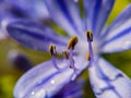 Purple flower closeup with pollen yellow parts