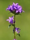 Purple flower of Clustered Bellflower, Campanula glomerata