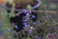 Purple flower of Coleus Forskohlii or Painted Nettle Plectranthus scutellarioides bloom in the garden. Royalty Free Stock Photo