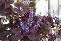 Purple flower of Coleus Forskohlii or Painted Nettle Plectranthus scutellarioides in the garden. Royalty Free Stock Photo