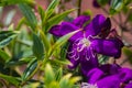 Purple flower - common melastoma