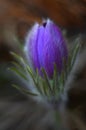 Purple flower of the common prostrate Latin: PulsatÃÂ­lla pÃÂ¡tens. Or Dream-grass. Spring blooming in the forest