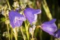 Purple flower covered with dew droplets at sunrise