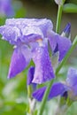 Purple flower covered in dew Royalty Free Stock Photo