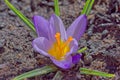 Purple Crocus Flower