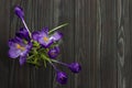 Purple flower Crocus in the pot leaves are green leaves pistil stamen black wooden background Royalty Free Stock Photo