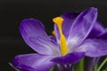 Purple flower Crocus in the pot leaves are green leaves pistil stamen black wooden background Royalty Free Stock Photo