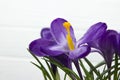 Purple flower Crocus in the pot leaves are green leaves pistil stamen white wooden background