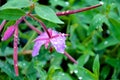 Purple Flower with Cross and Dew