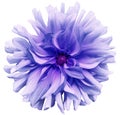 Purple flower dahlia on a white background isolated with clipping path. Closeup. shaggy flower for design.