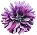 Purple  flower dahlia  on a white  background isolated  with clipping path. Closeup. shaggy  flower for design. Royalty Free Stock Photo