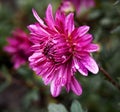 Purple flower of daisies after rain with drops of water on petal Royalty Free Stock Photo