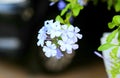 Purple flower in dark environment