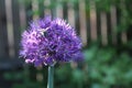 Purple flower of a decorative onion and a bee Royalty Free Stock Photo