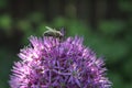 Purple flower of a decorative onion and a bee Royalty Free Stock Photo