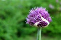 Purple flower of decorative onion in summer Royalty Free Stock Photo