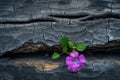 Resilient Purple Flower Emerging From Rock Crack