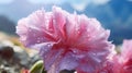 Stunning Mountain Image With Fresh Water Drops On Carnation Royalty Free Stock Photo