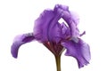 Purple flower of a dwarf bearded iris Royalty Free Stock Photo