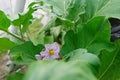 Purple flower eggplant in a greenhouse. Agricultural concept