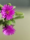 Purple flower elastic spring beautiful little reflection