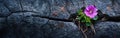 Purple Flower Emerging From Rock Crack