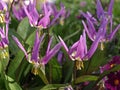Purple flower Erythronium dens canis (viper grass)