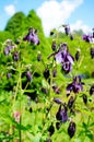 Purple flower of European columbine (Aquilegia vulgaris) in sunny day