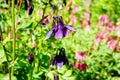 Purple flower of European columbine (Aquilegia vulgaris) in sunny day