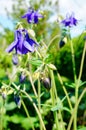 Purple flower of European columbine (Aquilegia vulgaris) in sunny day Royalty Free Stock Photo