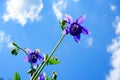 Purple flower of European columbine (Aquilegia vulgaris) in sunny day