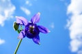 Purple flower of European columbine (Aquilegia vulgaris) in sunny day Royalty Free Stock Photo