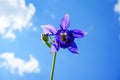 Purple flower of European columbine (Aquilegia vulgaris) in sunny day Royalty Free Stock Photo