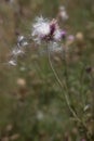 Purple flower of a faded thistle with white fluff Royalty Free Stock Photo