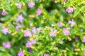 Purple flower, false heather or elfin herb Cuphea hyssopifolia