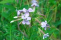 Purple flower in a field, close-up. Saponaria officinalis, common soapwort, bouncing-bet, crow soap, wild sweet William Royalty Free Stock Photo