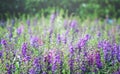 Purple flower field at park. Close up at Angelonia goyazensis or Little Turtle Flowers in park on daytime. Blurred and soft focus