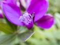 Purple flower Royalty Free Stock Photo