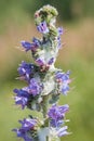 Purple flower with foam nests of froghopper Royalty Free Stock Photo